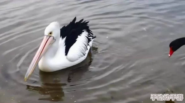 鹅鸭杀游戏中鹈鹕吞噬加拿大鹅是否会触发报警机制探讨