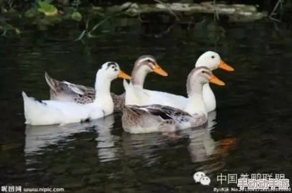 鹅鸭杀游戏中鹈鹕吞噬加拿大鹅是否会触发报警机制探讨