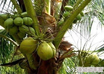 椰子酒升阶效果引爆味蕾，超越传统，让你体验前所未有的热带激情和独特风味！