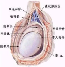 女生坐男生腿上睾丸疼正常吗图片，解析男生生理反应与坐姿对身体的影响与注意事项
