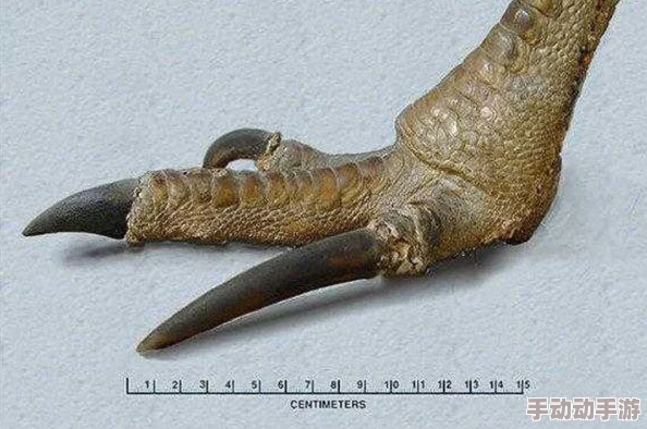 魔兽争霸中攻击之爪+15在哪个地图掉落详解