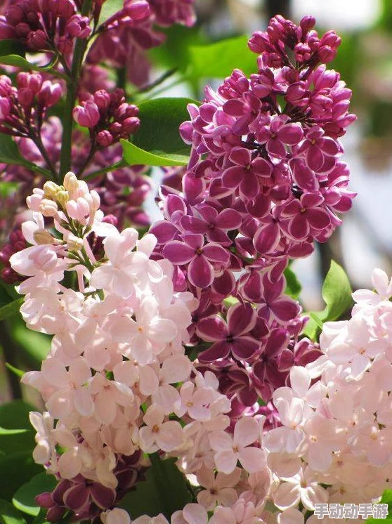 狠狠色丁香婷婷久久综合蜜芽小明在花园里种植了许多五颜六色的花朵 狠狠色丁香婷婷久久综合蜜芽小明在花园里种植了许多五颜六色的花朵