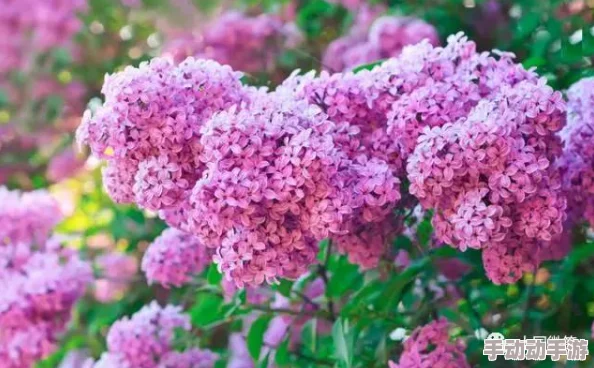 狠狠色丁香婷婷久久综合蜜芽小明在花园里种植了许多五颜六色的花朵 狠狠色丁香婷婷久久综合蜜芽小明在花园里种植了许多五颜六色的花朵