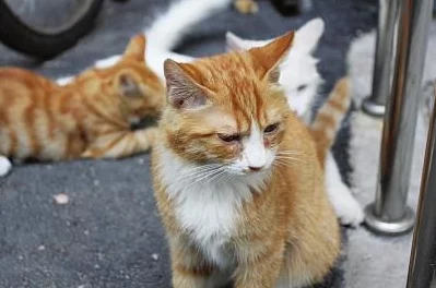 HJ6AC海角论坛今日新增18字小明在家门口捡到一只流浪猫，决定收养它