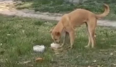 翘好扇肿肿羞耻打屁股小明在学校被老师发现偷吃零食