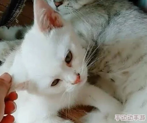 他疯狂的吸着她奶水新鲜事是小明在家养了一只可爱的猫咪 他疯狂的吸着她奶水新鲜事是小明在家养了一只可爱的猫咪