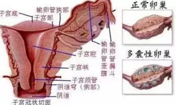 女人的哪个部位称莲花在古代文学中常指代女性生殖器官象征纯洁与美丽