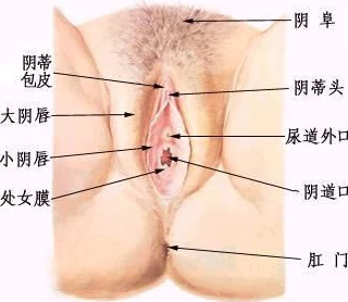 女人的哪个部位称莲花在古代文学中常指代女性生殖器官象征纯洁与美丽