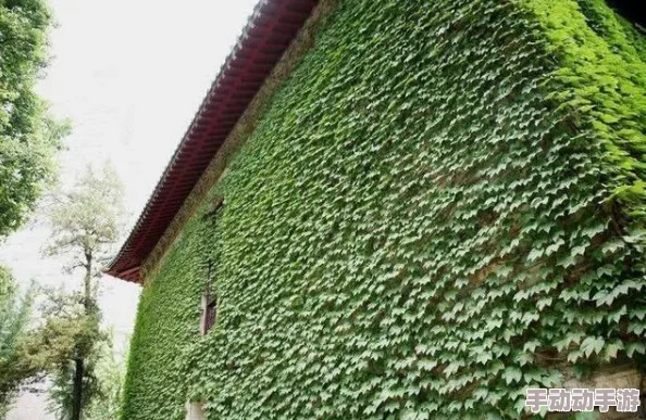 亚洲男人天堂网站爬山虎 亚洲男人天堂网站爬山虎