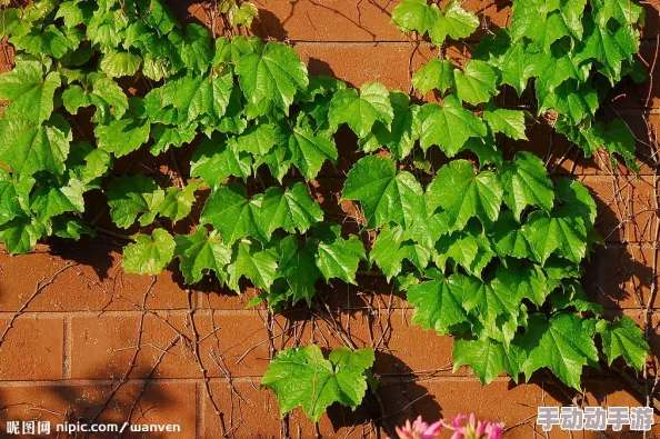 亚洲男人天堂网站爬山虎 亚洲男人天堂网站爬山虎