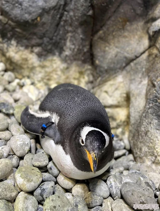 馆妹:新鲜事信息更新,近日推出多款特色美食,吸引众多食客前来品尝 馆妹:新鲜事信息更新,近日推出多款特色美食,吸引众多食客前来品尝