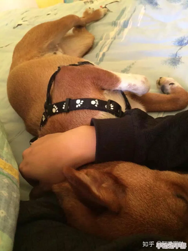 调教母狗网站积极向上让我们共同努力传播正能量与爱 调教母狗网站积极向上让我们共同努力传播正能量与爱