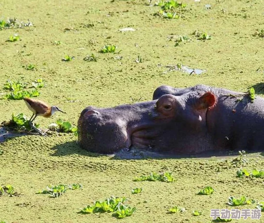 河马的秘密河文轩扩张新增多款生态主题图书丰富读者选择 河马的秘密河文轩扩张新增多款生态主题图书丰富读者选择