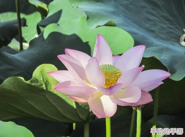 《王者荣耀》周年庆草木风华系列皮肤惊喜上线,超值获取价格大揭秘! 《王者荣耀》周年庆草木风华系列皮肤惊喜上线,超值获取价格大揭秘!