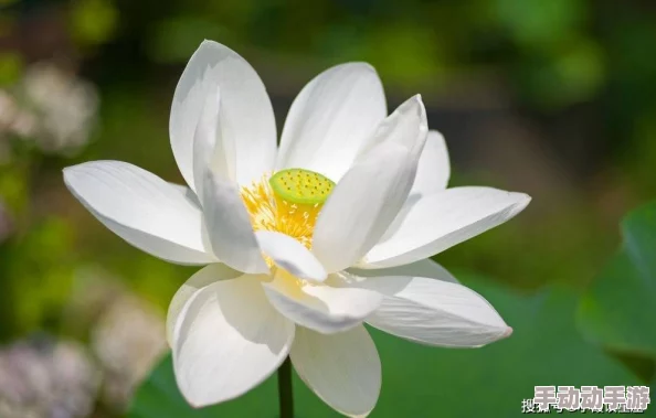 短篇乱岳肥芙蓉绽放美丽人生勇敢追梦心向阳光 短篇乱岳肥芙蓉绽放美丽人生勇敢追梦心向阳光