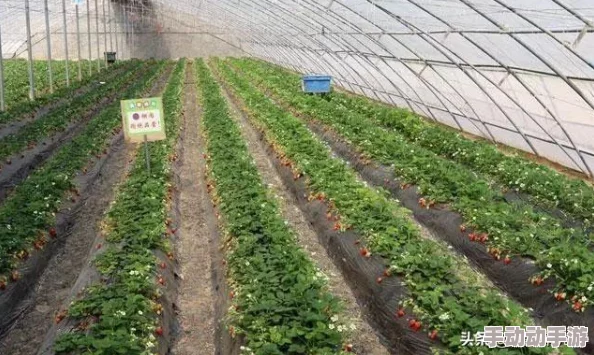 他的小草莓近日小草莓的种植技术取得突破,预计产量将提升30% 他的小草莓近日小草莓的种植技术取得突破,预计产量将提升30%