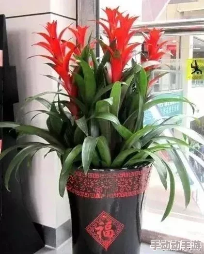 快草我近日一项研究发现,植物在夜间也能进行光合作用,科学家们对此进行了深入探讨。 快草我近日一项研究发现,植物在夜间也能进行光合作用,科学家们对此进行了深入探讨。