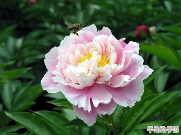 芍药小说连载至第120章男女主感情升温即将开启新副本 芍药小说连载至第120章男女主感情升温即将开启新副本