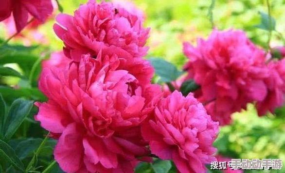 芍药小说连载至第120章男女主感情升温即将开启新副本 芍药小说连载至第120章男女主感情升温即将开启新副本