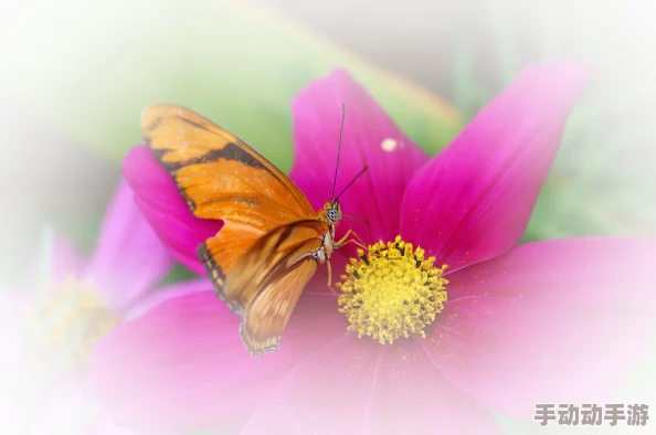 花蝴蝶在线高清免费01画质升级版现已上线新增多种清晰度选择 花蝴蝶在线高清免费01画质升级版现已上线新增多种清晰度选择