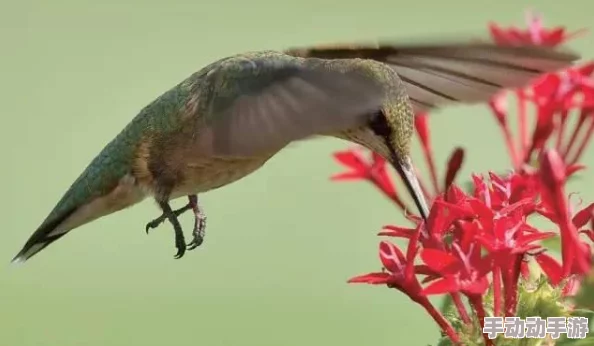 我的世界PC端1.11.2大更新:滑翔飞行炫酷登场,热门玩法再升级! 我的世界PC端1.11.2大更新:滑翔飞行炫酷登场,热门玩法再升级!