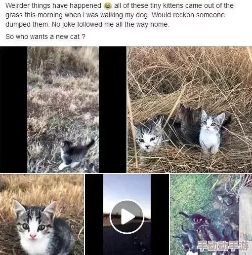 猫咪mv最新地域网名怎么取警惕虚假信息勿轻信不明链接