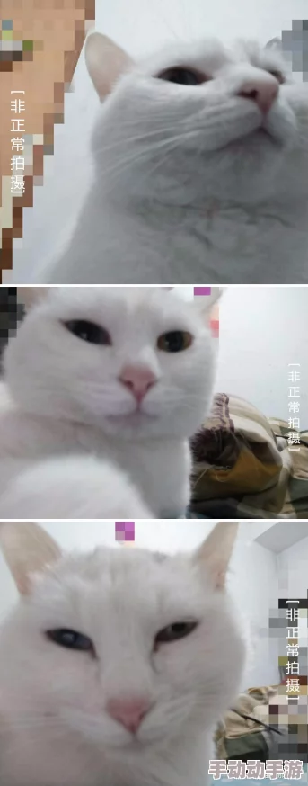 猫咪mv最新地域网名怎么取警惕虚假信息勿轻信不明链接