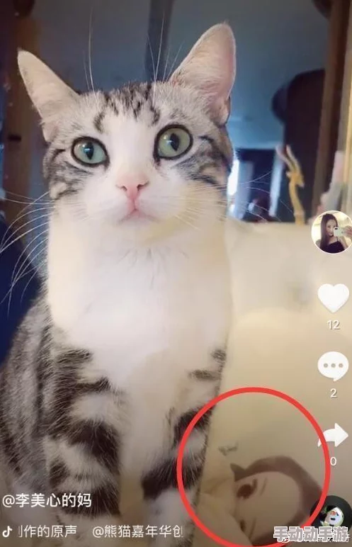 猫咪mv最新地域网名怎么取警惕虚假信息勿轻信不明链接