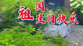 含蓄草小淘气让我们用爱与勇气去面对生活中的每一个挑战