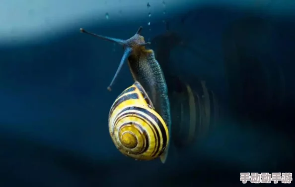 蜗牛拼音wōniú最新研究表明蜗牛粘液具有强大的修复能力可用于开发新型生物材料