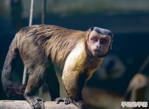 疯狂动物园帽子图鉴大全:耳机篇,解锁最新热门潮流配饰! 疯狂动物园帽子图鉴大全:耳机篇,解锁最新热门潮流配饰!