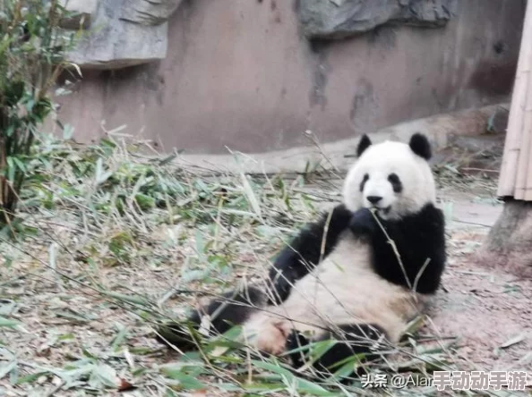 功夫熊猫3手游：神宠酷帅萌激战新热门角色沈王爷