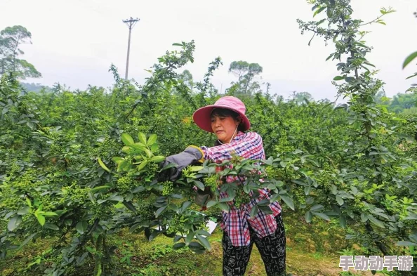 怪物猎人中的花椒怪是什么？揭秘神秘怪物花椒的真面目