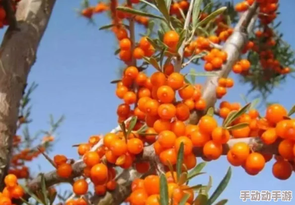 星球重启：深度解析野生沙棘的获取方法与技巧