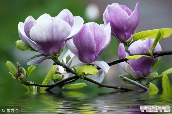 原始征途深度探索:揭秘天工神匠的隐居之地与技艺传承 原始征途深度探索:揭秘天工神匠的隐居之地与技艺传承