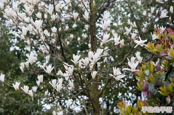 原始征途深度探索:揭秘天工神匠的隐居之地与技艺传承 原始征途深度探索:揭秘天工神匠的隐居之地与技艺传承