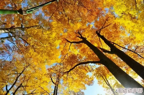 《DNF》金秋版本苏醒之森怎么玩？