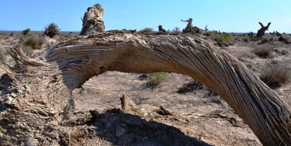 原始传奇选哪个走路姿势更自然? 原始传奇选哪个走路姿势更自然?