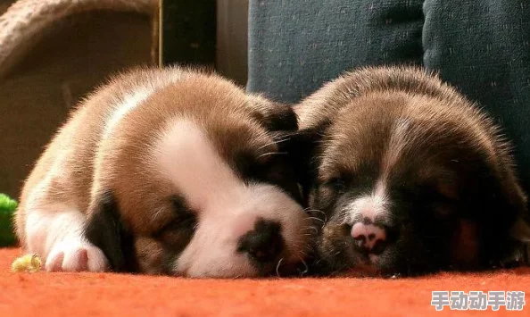 canIbeyourdog是什么梗-canIbeyourdog梗的意思介绍 canIbeyourdog是什么梗-canIbeyourdog梗的意思介绍